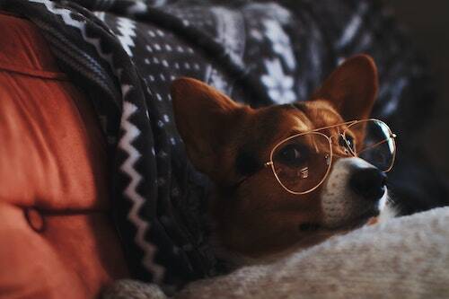 Dog with glasses