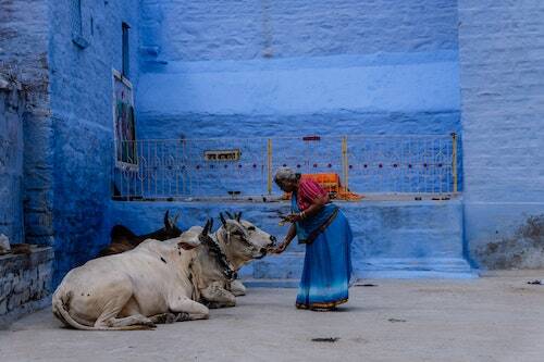 Woman feeing cow