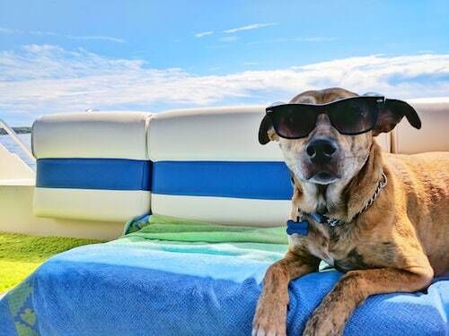 dogs of summer