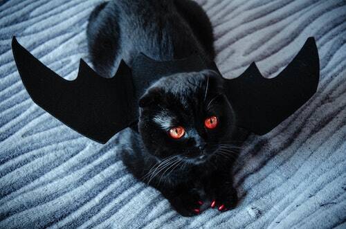 Halloween cat