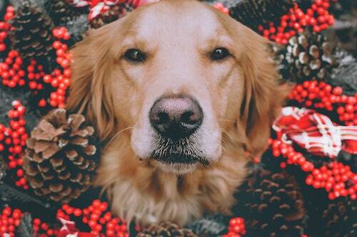Happy festive dog