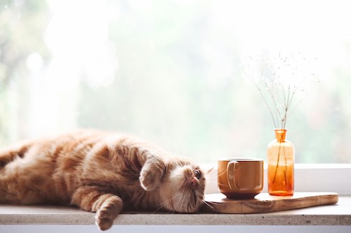 Cat relaxing on table